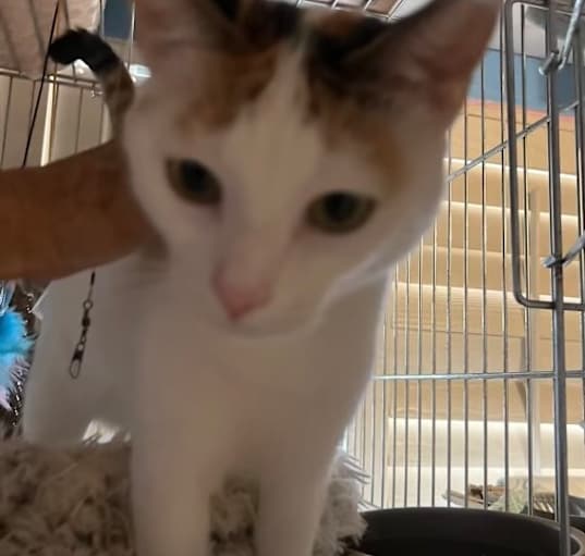 Photo of Luna
