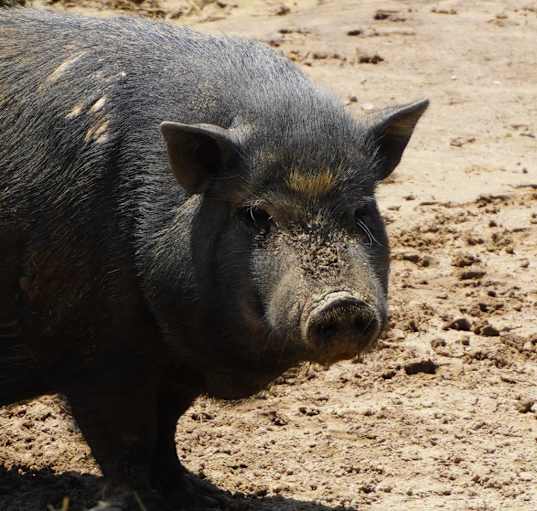 Photo of Mr. Piggy