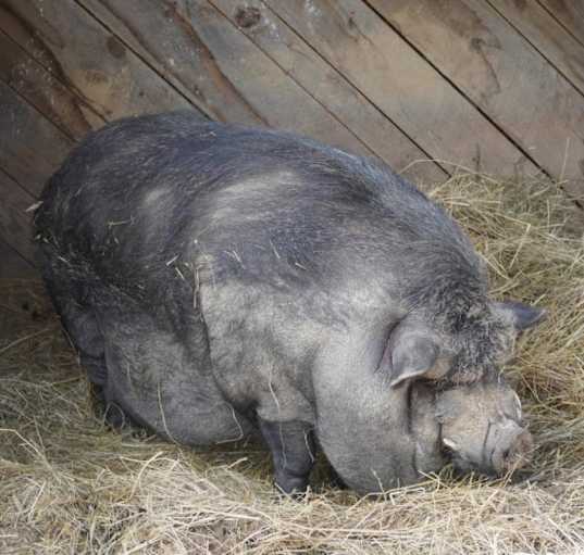 Photo of Otis