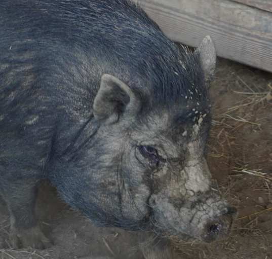 Photo of Stubbles
