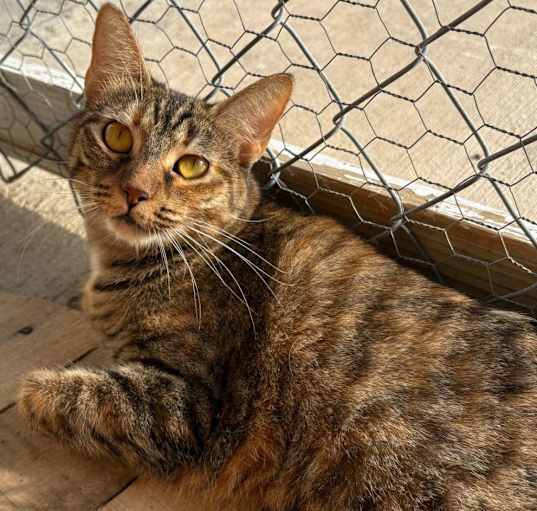 Photo of Cranberry- Working Cat
