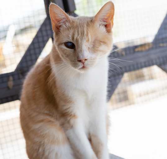 Photo of Debbie - Working Cat
