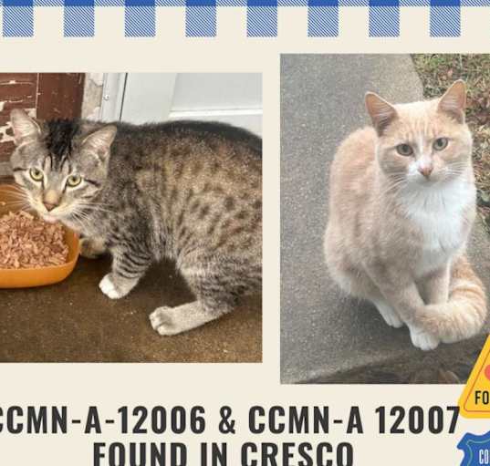 Photo of gray/white stray