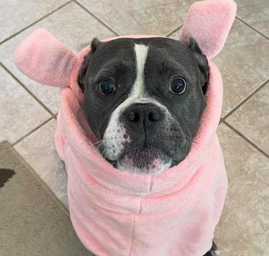 Photo of Nugget