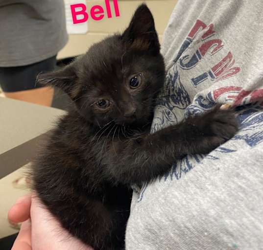 Photo of Bell