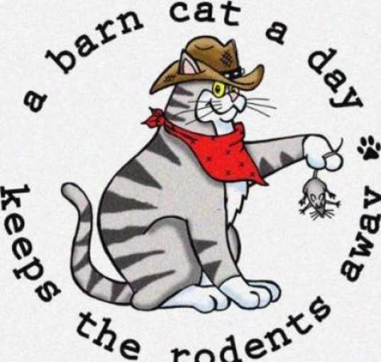 Photo of BARN CATS **FREE ADOPTION FEE**