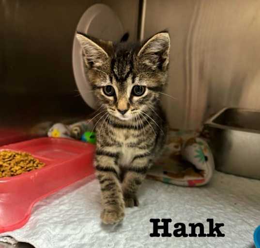 Photo of Hank