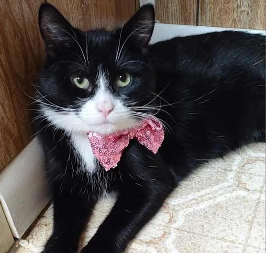 Photo of Ebony