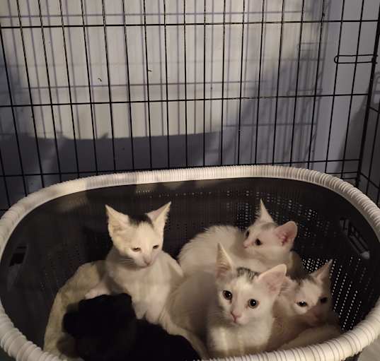 Photo of Kittens