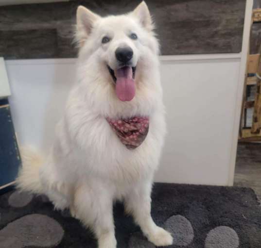 Photo of Lupo