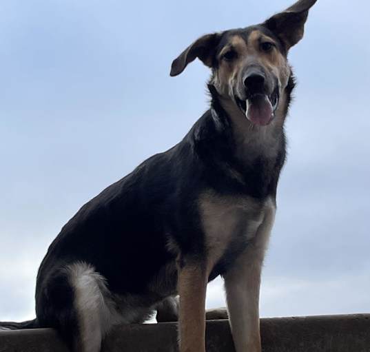 Photo of LACEY