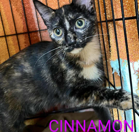 Photo of Cinnamon