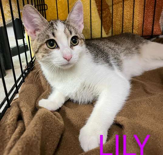Photo of Lily