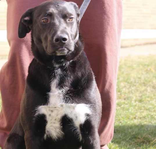 Photo of PHILLIE~GRADUATED FROM PAWS-IN-PRISON.