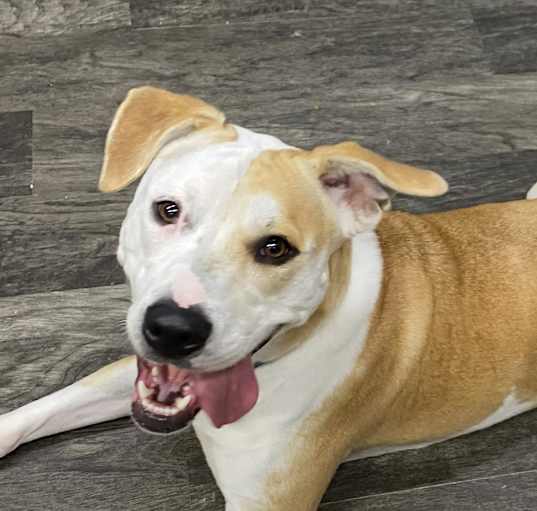Photo of Pepper- GRADUATED FROM PAWS-IN-PRISON.