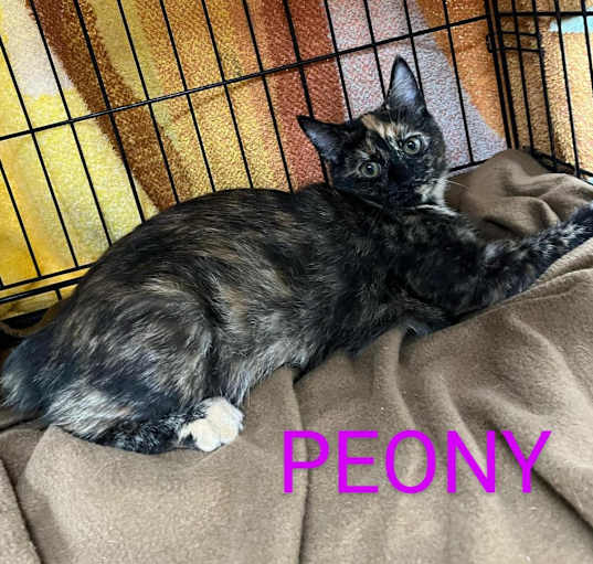 Photo of Peony
