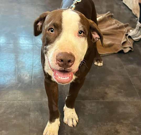 Photo of 'Blue'bell- enrolled in our Paws-in-Prison training program!!