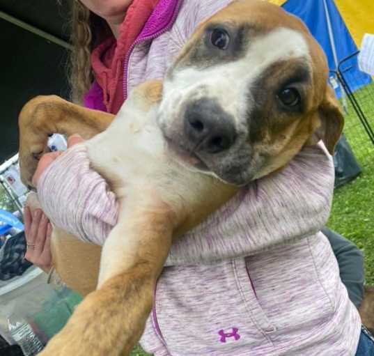 Photo of Dandelion "Danny"- attending our Paws-in-Prison training program!!!