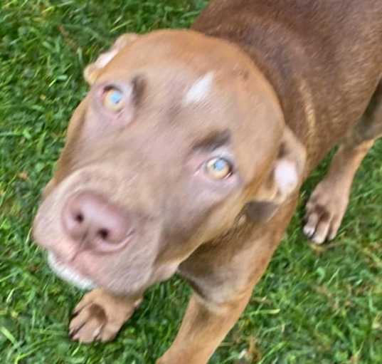 Photo of  Reese(Buttercup)- attending our Paws-in-Prison training program!