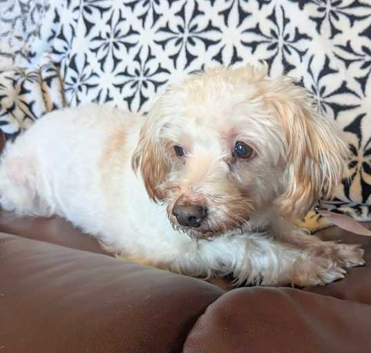 Photo of Cora adopt with Scooby