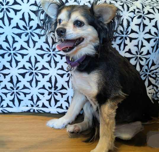 Photo of Scooby adopt with Cora