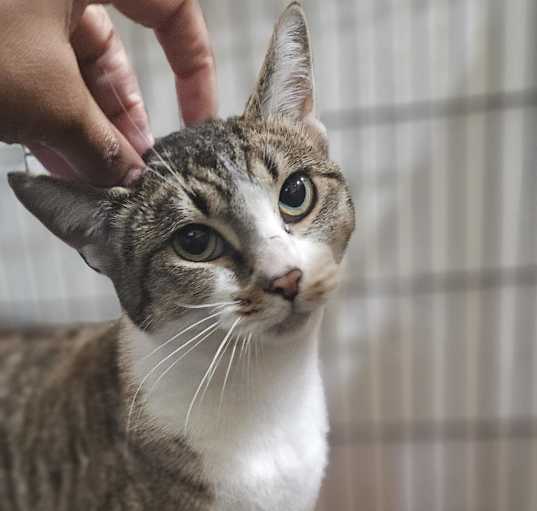 Photo of Kahlua