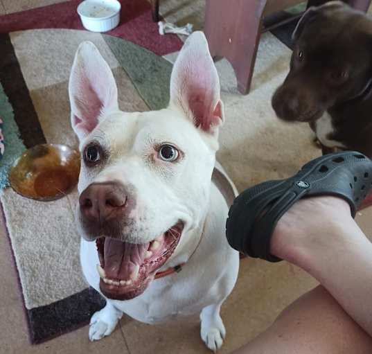 Photo of Capone