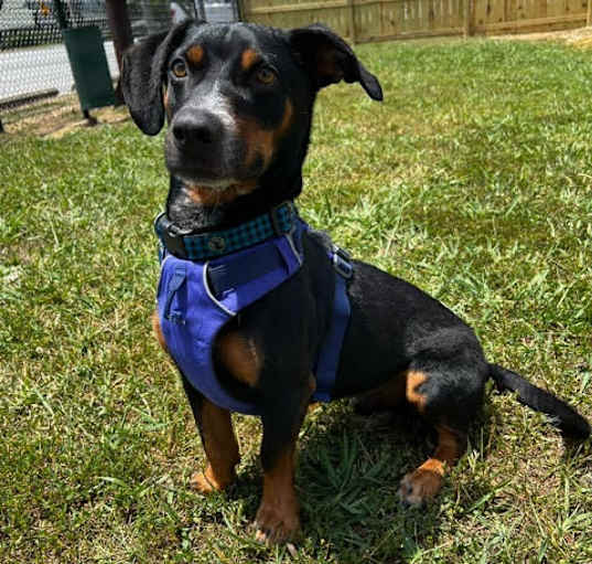 Photo of Huckleberry