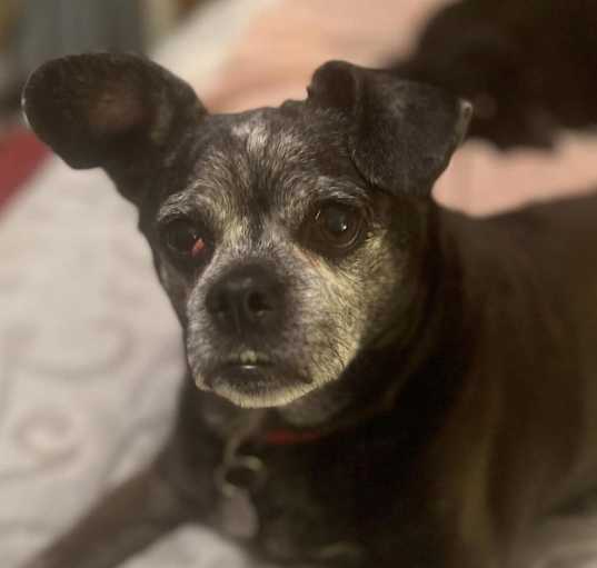 Photo of Snookie