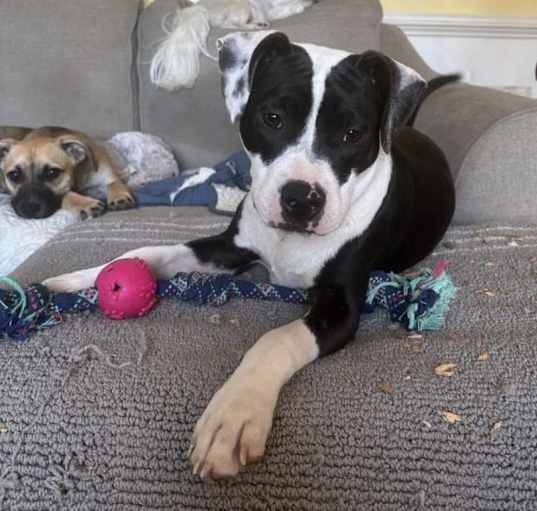Photo of Daisy