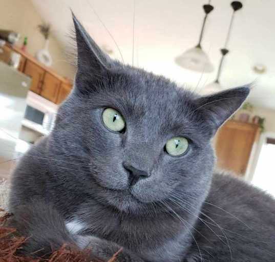 Photo of Louie