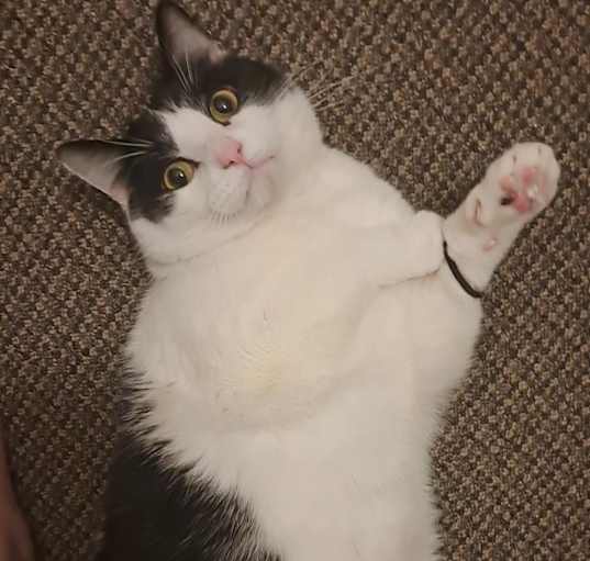 Photo of Loki