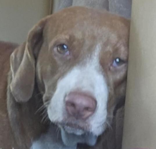 Photo of Scrappy