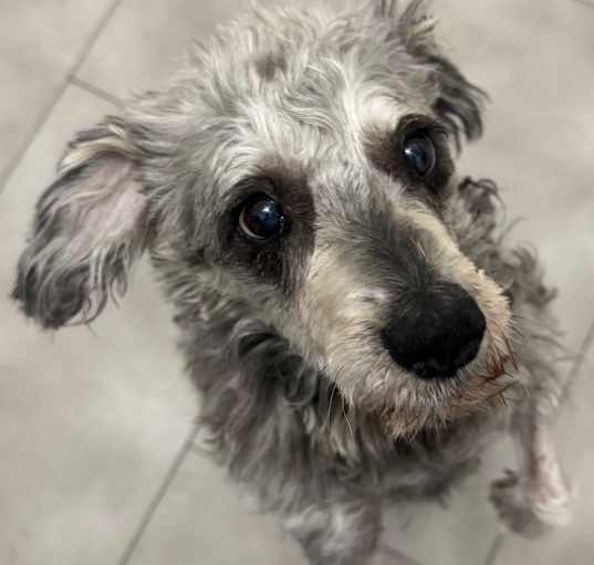 Photo of Roxy 