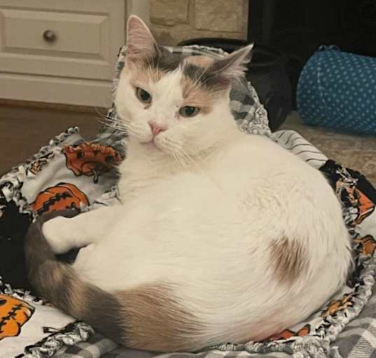 Photo of Snowflake AKA Shannon