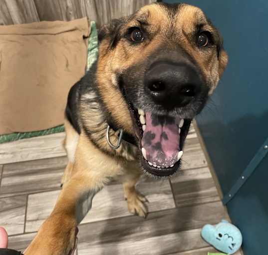 Photo of Roscoe