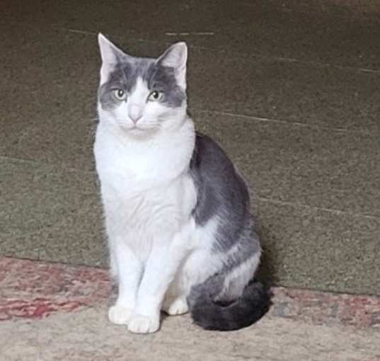Photo of Checkers