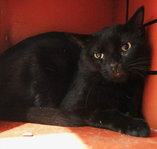 Photo of Blackie