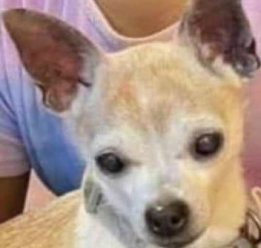 Photo of Jitterbug