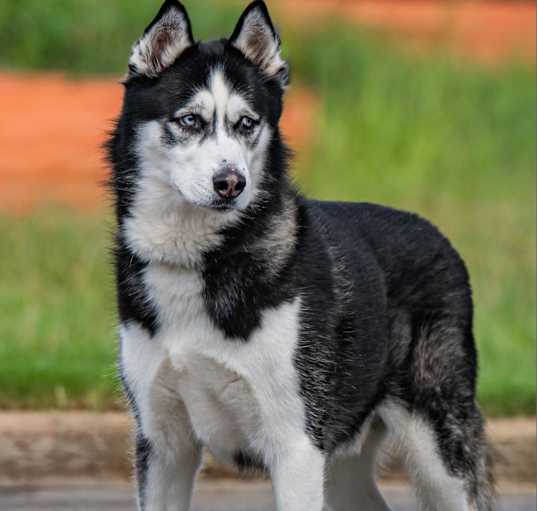 Photo of Loki