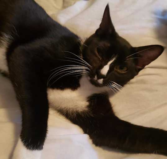 Photo of Linus