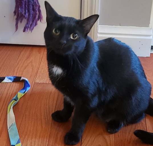 Photo of Chica