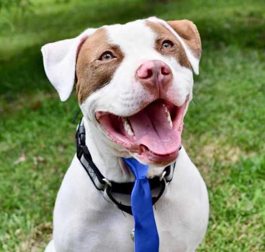 Photo of Samson