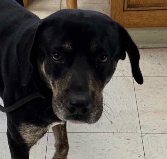 Photo of Duke
