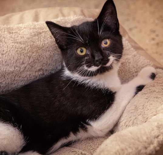 Photo of Petit Visage