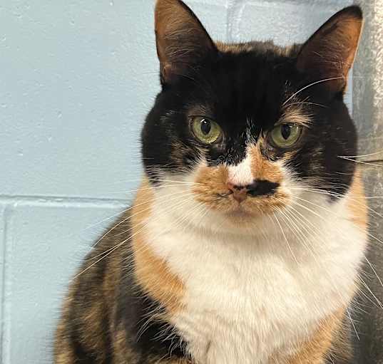 Photo of Missy
