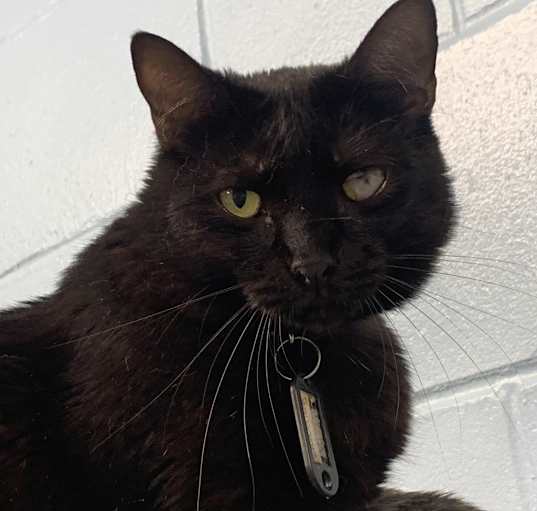 Photo of Licorice