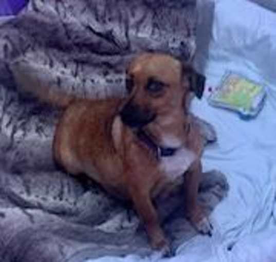 Photo of Cinnamon