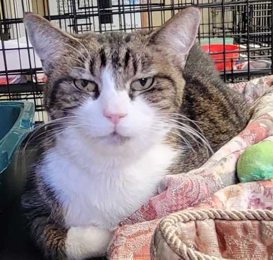 Photo of Kitty Kat