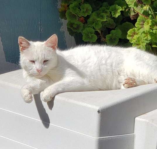 Photo of Atticus